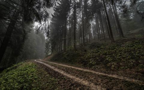 德国，森林，道路，雾，性质，景观，树木，早上，小山，黑暗的壁纸