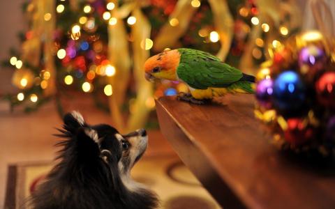 假期圣诞季节性的狗高清桌面壁纸