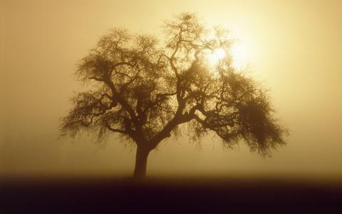 阳光雾雾影子剪影树高清壁纸
