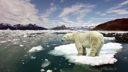 浮冰，海水，融雪，北极熊壁纸