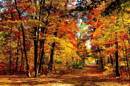 木材，黄色，树木，性质，景观，秋季壁纸