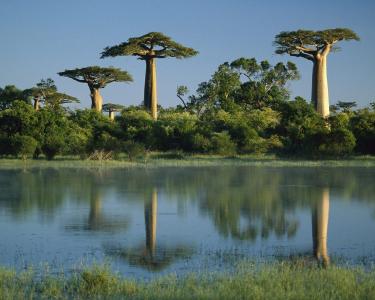 猴面包树树反映在湿地 - 马达加斯加猴面包树树高清壁纸