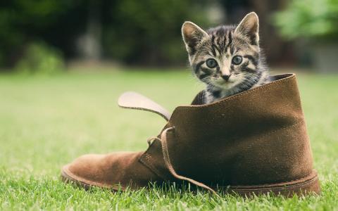 可爱的小猫，鞋子，绿草壁纸