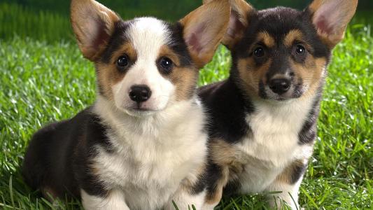 小狗，耳朵，两个，绿草，盯着你，动物壁纸
