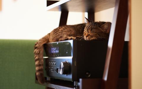 猫睡眠接收器高清壁纸