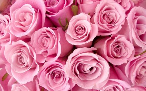 特别粉红玫瑰高清壁纸