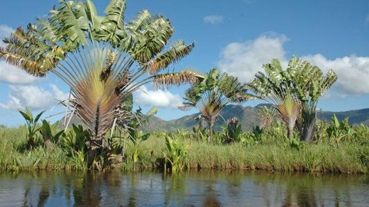 Ravinala棕榈树，河，马达加斯加壁纸