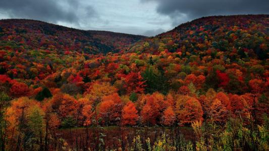 美丽的秋色森林壁纸