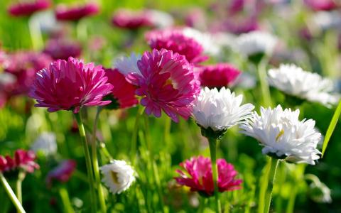 鲜花，夏天，白色和粉红色的菊花壁纸