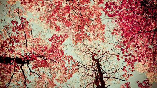 自然秋天叶子红树风景壁纸
