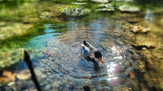 鸟，自然，池塘，独自，鸭，水，干净的壁纸