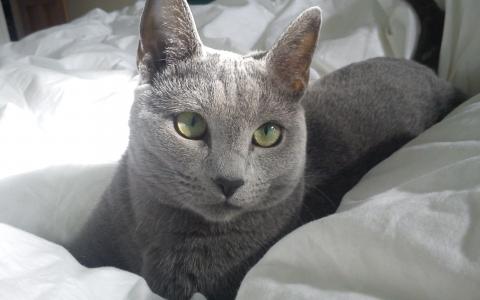 俄罗斯蓝猫在床上的壁纸
