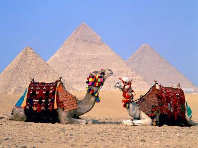 埃及开罗骆驼高清壁纸
