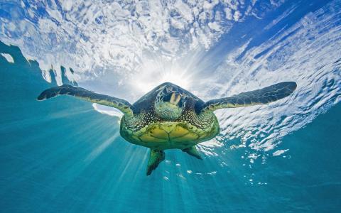 乌龟乌龟海洋水下阳光高清壁纸