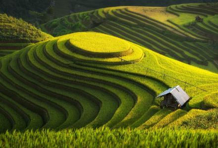 绿色的农场，越南壁纸