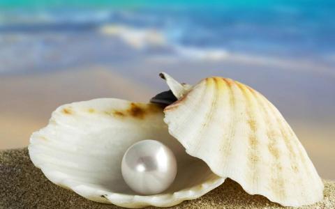 我发现这个珍珠在海为你壁纸