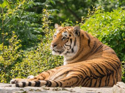 老虎休息和休息，捕食者，夏季壁纸
