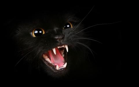 饥饿的黑猫壁纸