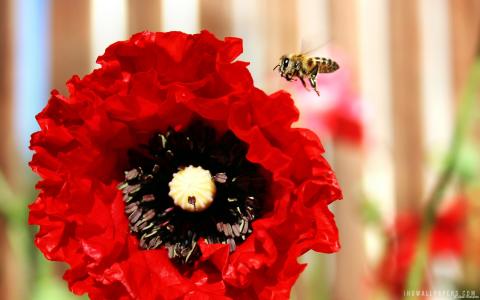 蜜蜂和罂粟壁纸