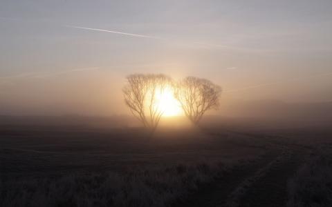 日出的早晨，雾，树，黎明的壁纸