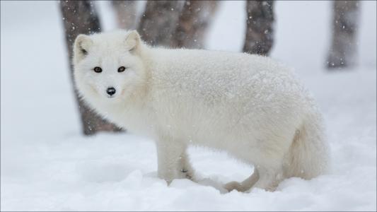 北极狐冬季壁纸