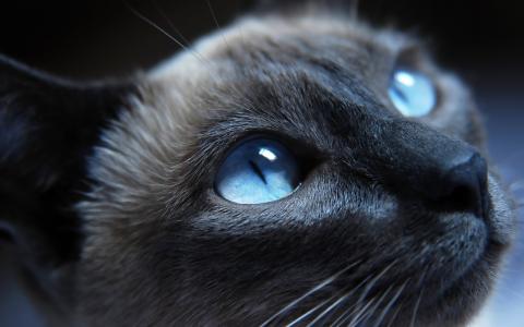 猫蓝眼睛壁纸