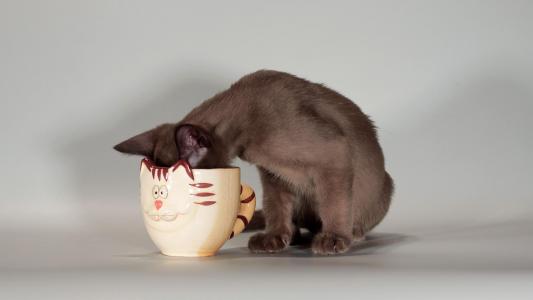 猫从杯子壁纸喝