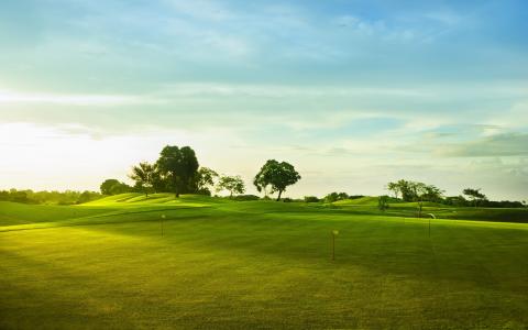 高尔夫球场，绿草，树木壁纸
