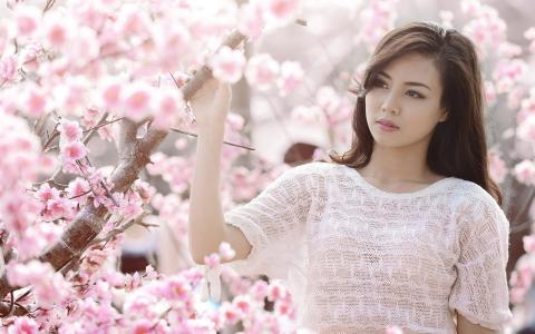 粉红色的樱桃花，亚洲女孩白色衣服壁纸