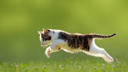 小猫，草，跳跃，可爱的动物壁纸