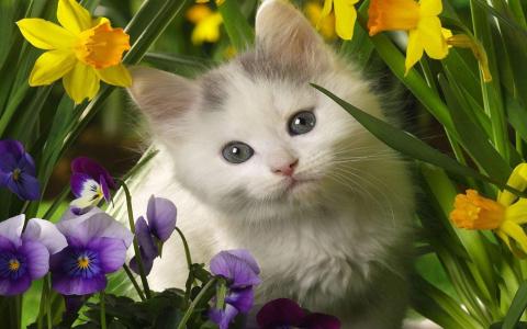 小猫在春天的花朵壁纸
