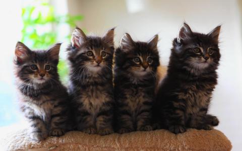 四个可爱的尼日利亚猫科动物卡门:)壁纸