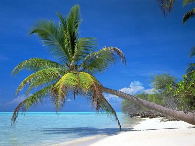 在海滩厨师海岛高Res的椰子树库存照片自由墙纸