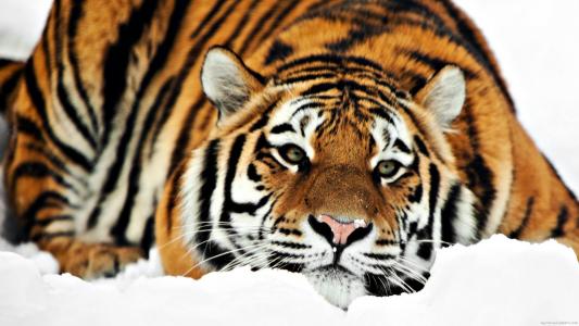 虎躺在雪地上的壁纸