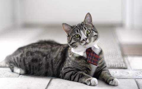 猫领带高清壁纸