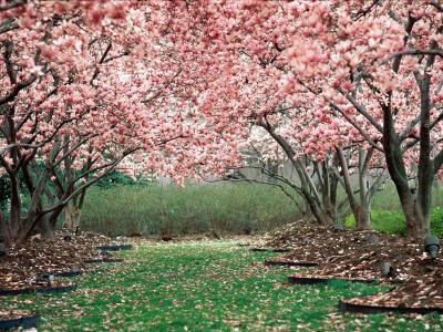 春天，花园，开花，树木，粉红色的壁纸