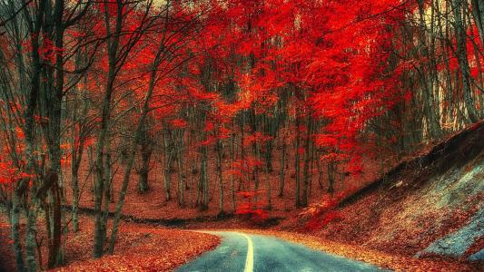 秋天，道路，树木，叶子，红叶壁纸