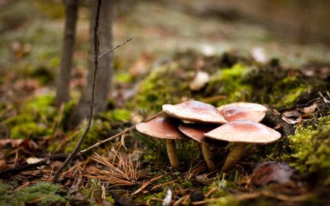 森林蘑菇大自然壁纸