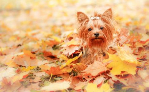 狗，朋友，秋天壁纸