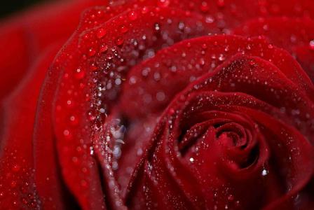 红玫瑰的爱情壁纸