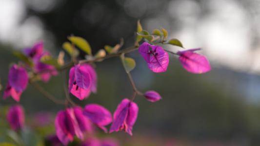 Bougainvillea pink flowers close-up, bokeh wallpaper