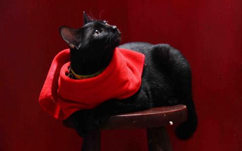 猫与红色的围巾壁纸