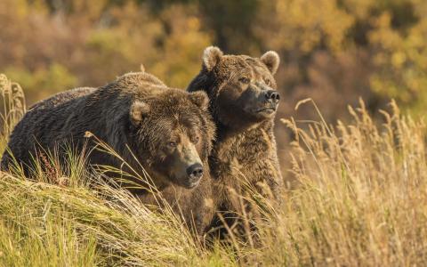两只灰熊在草地上，熊壁纸