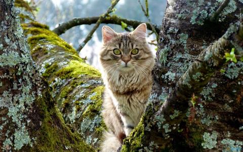 Cute Cat Peeking From Trees wallpaper