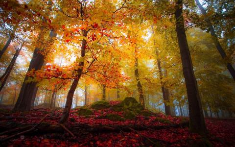 景观，性质，森林，秋天，华美，树木，叶子，雾壁纸