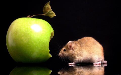 苹果和老鼠的壁纸