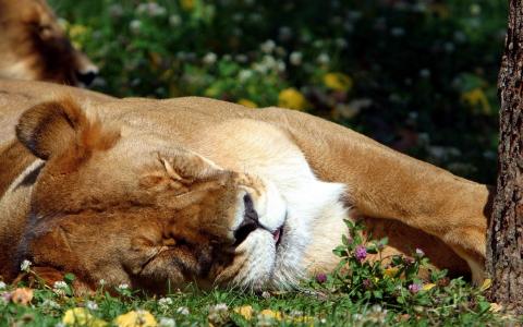 狮子睡眠高清壁纸