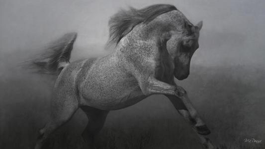 Horse In Black White #3 wallpaper