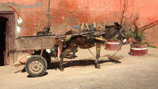 驴和马拉喀什壁纸的马车