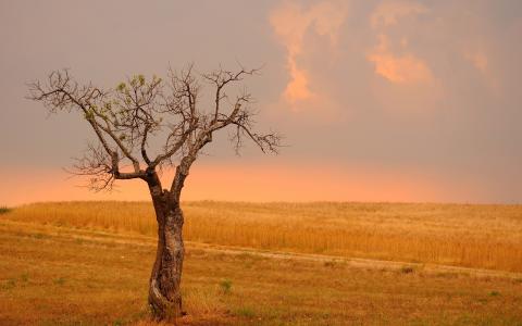 孤独的树，田野，小麦，黄色风格壁纸